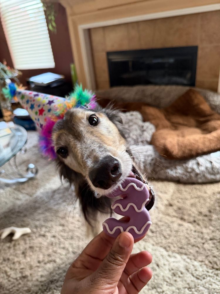 A brown and tan silken windhound wearing a birthday hat and reaching for a “3” shaped cookie with his mouth. 