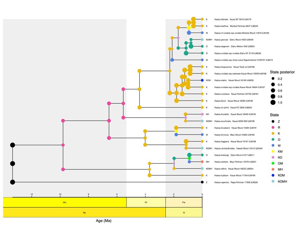 Time-calibrated phylogeny
