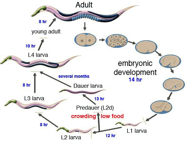 Diagram shows one worm makes two worms, making worms unstoppable