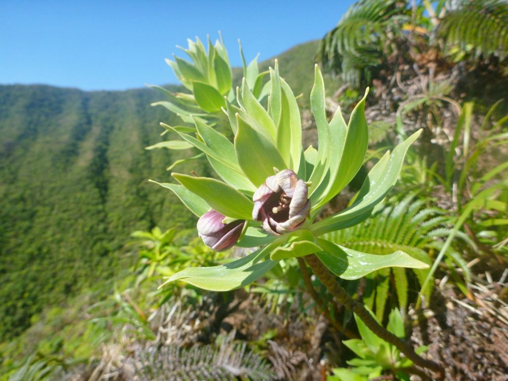 Lysimachia venosum (photo by Ken Wood)