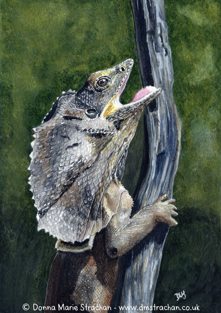 Mixed media painting/drawing of a frilled neck lizard holding on to a branch with his mouth open.