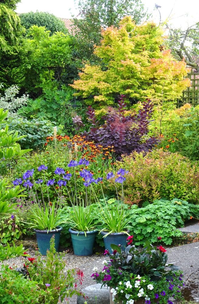 garden scene with japanese maple, dark cotinus, helenium and agapanthus in pots