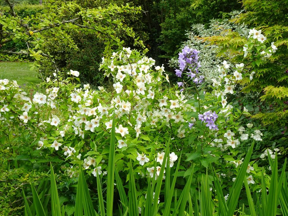 philadelphus with volunteer campanula