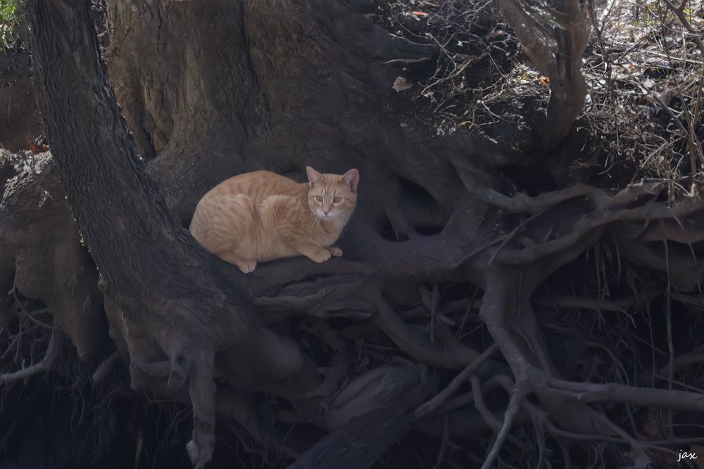 Will Feral sitting on some tree roots. Will is the neighbors wild cat.