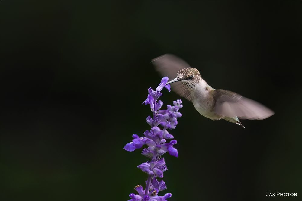 Hummingbird eating at the tip top of the purple salvia blossom.