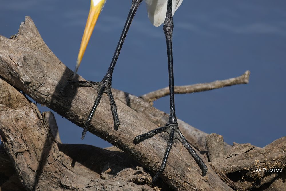 The large black feet of an egret closeup.