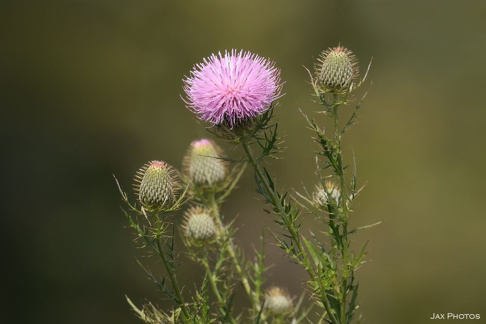 Pink thistle in bloom surrounded by thistle buds.