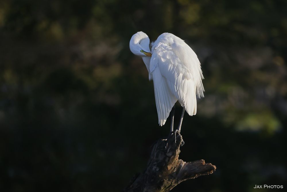 Great white egret preening in the early morning sun.