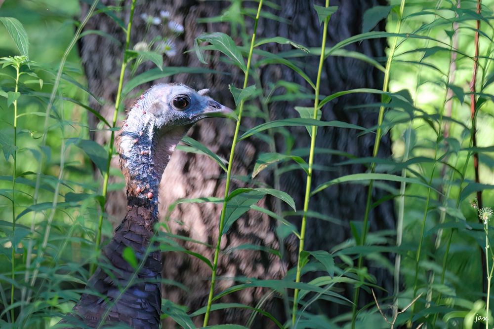 Turkey poking her neck up in the tall weeds.
