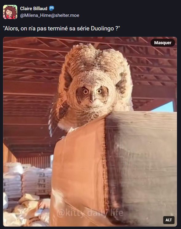 Image : Une chouette est posée sur une surface en hauteur et regarde très insistamment vers nous, aec de grands yeux, le plumage ébouriffé, lui donnant un air particulièrement effrayant

Texte de Claire (Milena_Hime@shelter.moe) : "Alors, on n'a pas terminé sa série Duolingo ?"
