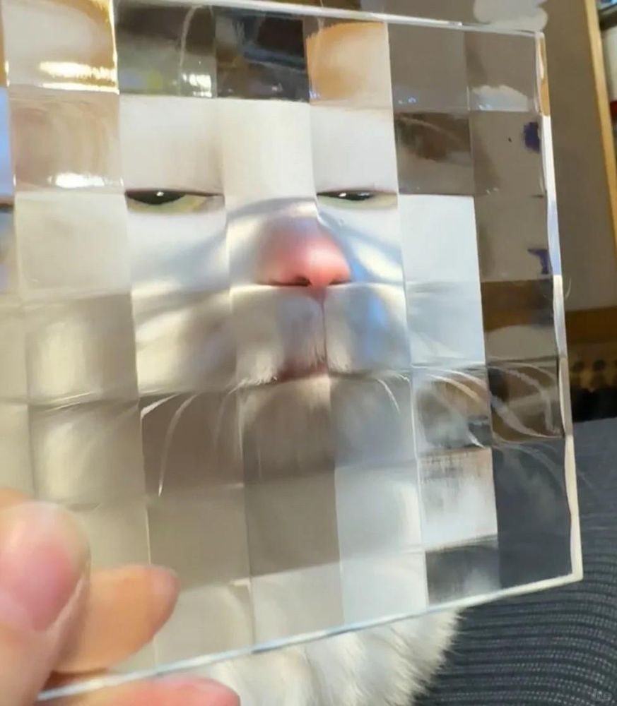 La tête d'un chat est vue au travers d'une vitre déformante, composée de cellules carrées. Cela donne à ce chat un visage fermé avec des yeux à demi-fermés regardant en coin vers nous, comme s'il nous jugeait/était dubitatif