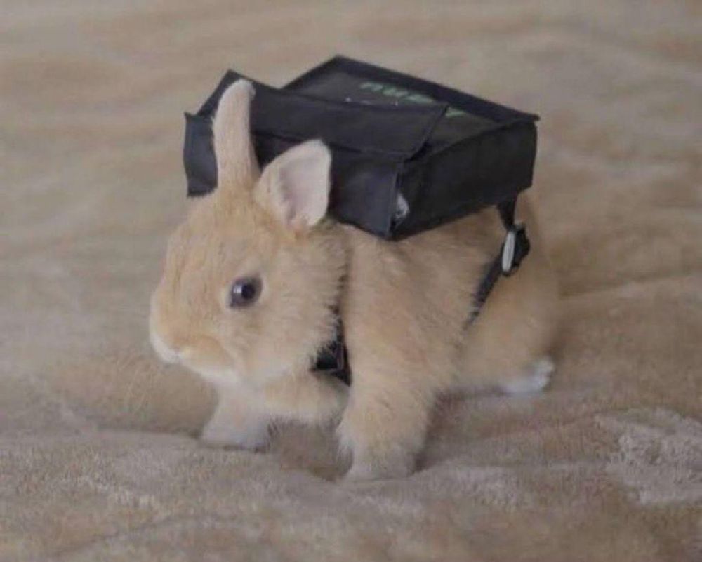 Un lapereau qui porte une petit cartable à sa taille sur son dos