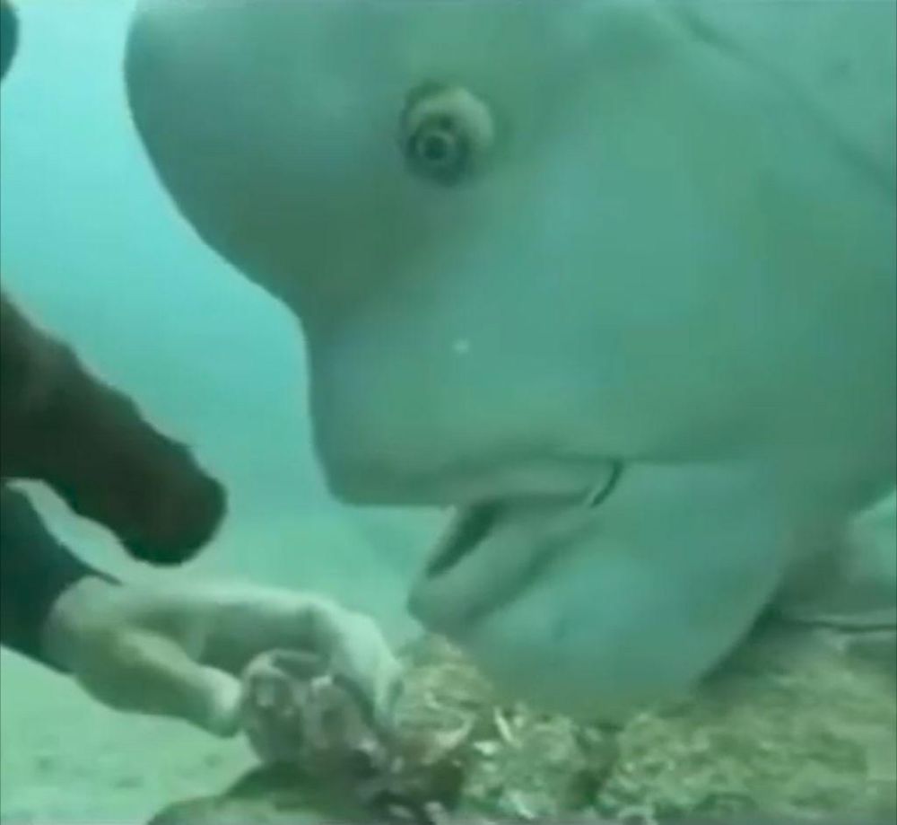 Un poisson lune (sorte de disque avec 3 nageoires, une bouche et des yeux) regarde très attentivement ce que tiennent les mains d'un·e plongeureuse ; la bouche entrouverte et les yeux écarquillés lui donnant l'air ébaubi 