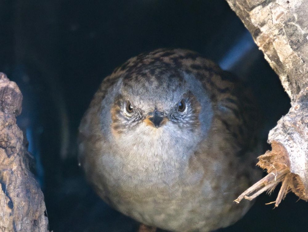 Un oiseau vu de face, entre des branchages. Ses ailes son repliées et il a une forme de boule. Il semble regarder sévèrement/d'un air énervé vers nous
