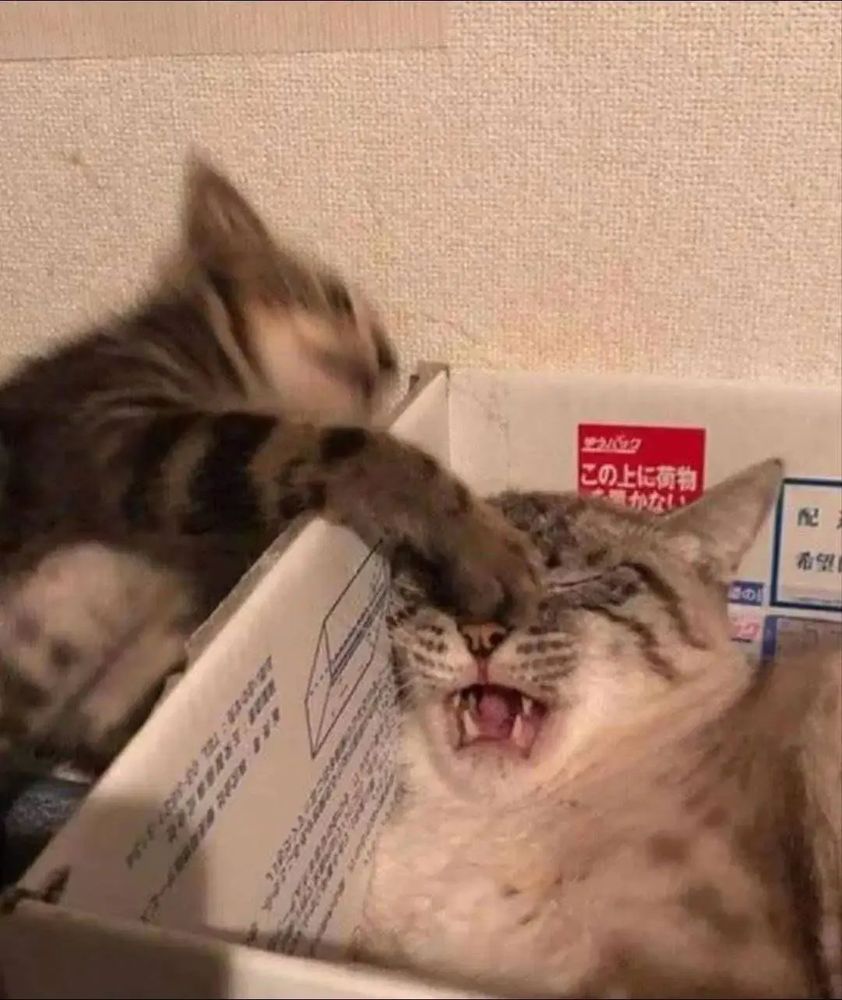 Un chat est allongé dans une boite en carton et grimace en se prenant un coup de patte d'un chat allongé juste à coté de cette boite en carton