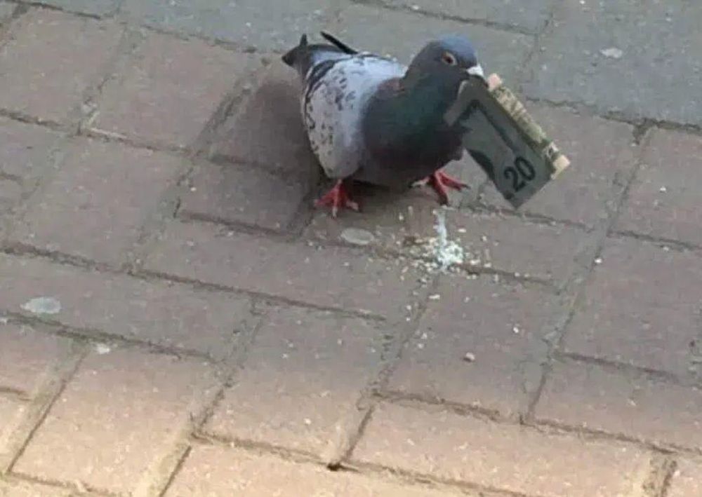 Un pigeon tient un billet de 20 dollars dans son bec