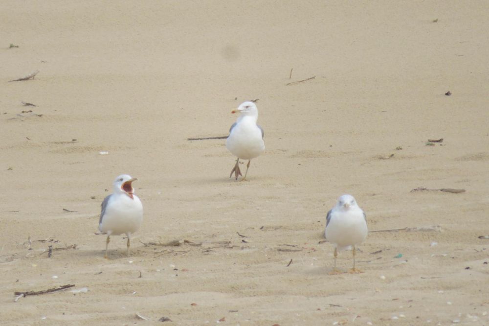 Trois oiseaux blancs aux ailes grises sont sur une plage de sable. Celui de droite est le plus proche de nous et semble blasé. Celui de gauche est au second plan et semble crier sur le premier. Celui au centre est le plus éloigné de nous et semble regarder le deuxième, gavé par son comportement