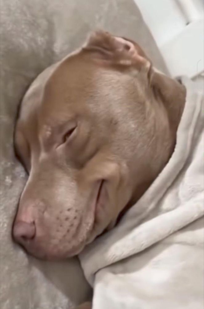 Un chien est de profil, seul sa tête dépasse d'une couverture, et il semble regarder la caméra en coin avec un sourire narquois et/ou satisfait