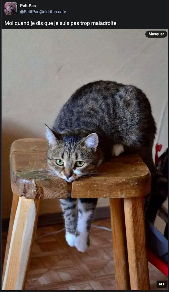 Image : Un chat est sur un tabouret en bois, les 2 pattes avant passées dans un trou au centre de l'assise, et nous regarde d'un air blasé et jugeant

Texte de PetitPas : Moi quand je dis que je suis pas trop maladroite