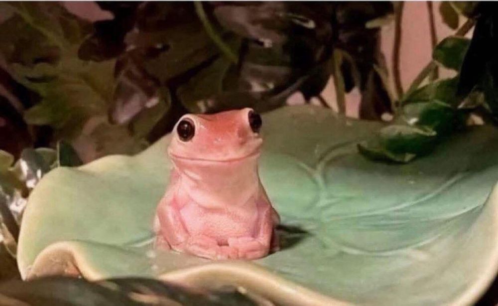Une grenouille rose est assise sur une grande feuille verte. Elle donne l'impression de sourire de façon calme et satisfaite et semble chiller et vivre sa meilleure vie en pleine paix intérieure