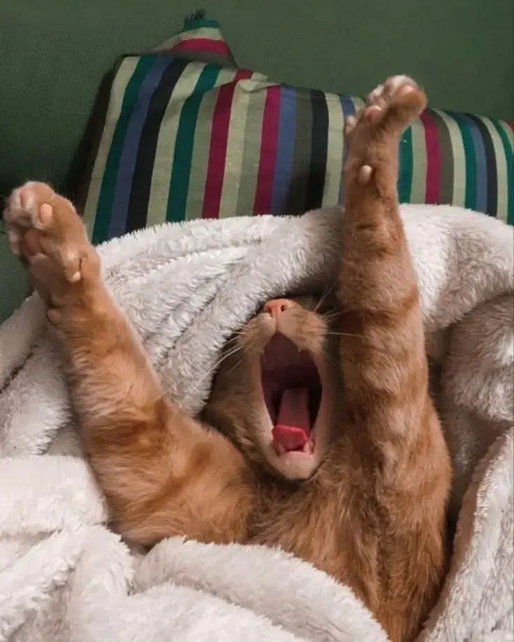 Un chat roux est emmitouflé dans une serviette, lève les pattes avant au ciel et a la tête jetée en arrière, la gueule grande ouverte, sans doute en plein bâillement mais donnant l'impression d'un cri à la mort