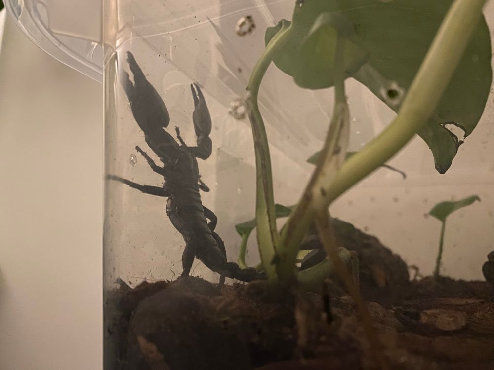 An image of an Asian Forest Scorpion (Heterometrus petersii) standing up against the side of their enclosure. 