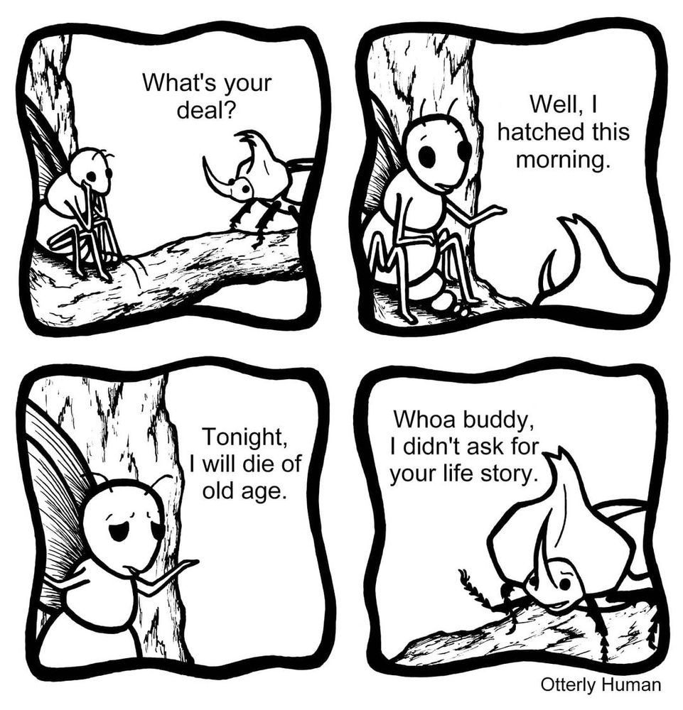 1) Bug: What’s your deal?
2) Gnat: Well, I hatched this morning.
3) Gnat: Tonight, I will die of old age.
4) Bug: Woah buddy, I didn’t ask for your life story.
