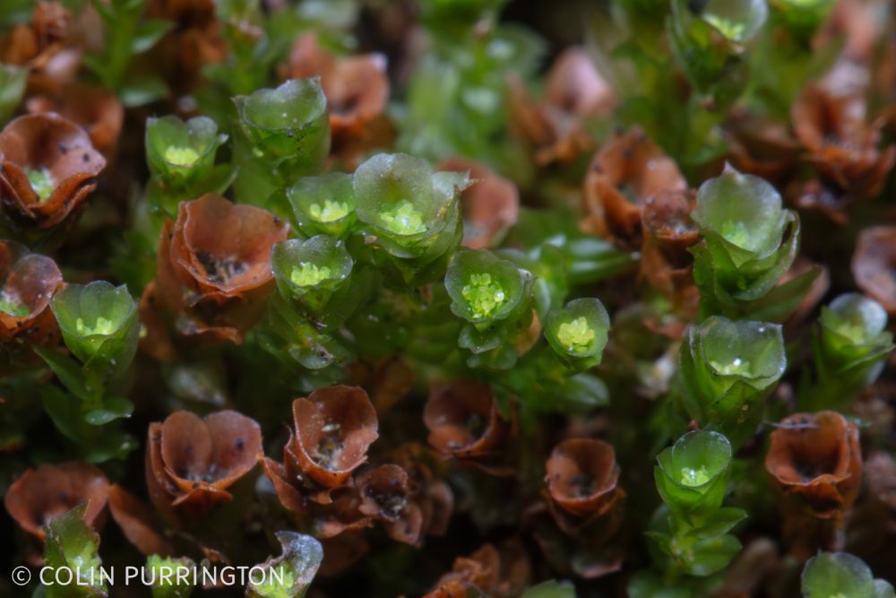Closeup of a moss with dozens of cup-shaped apices that are either green or brown, the former being filled with green, disk-shaped gemmae.