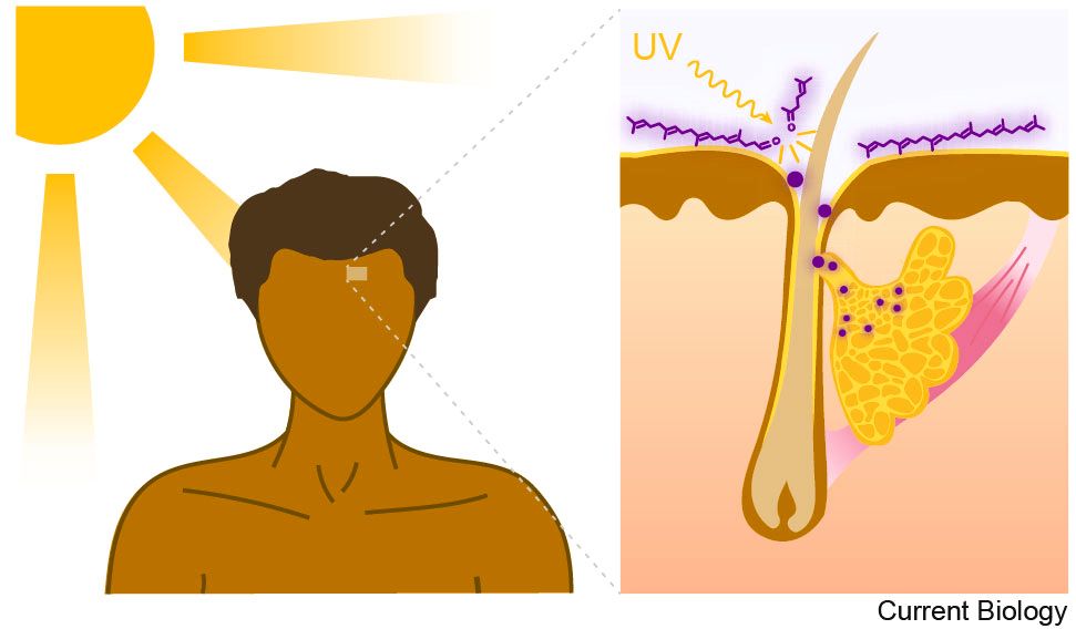 a diagram showing a cross-section of human skin, showing that sebaceous compounds are broken down under UV radiation