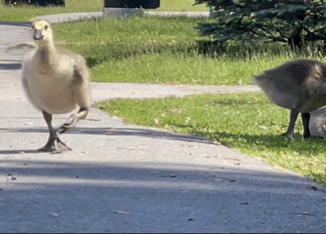 a duck is walking down a sidewalk while another duck looks on