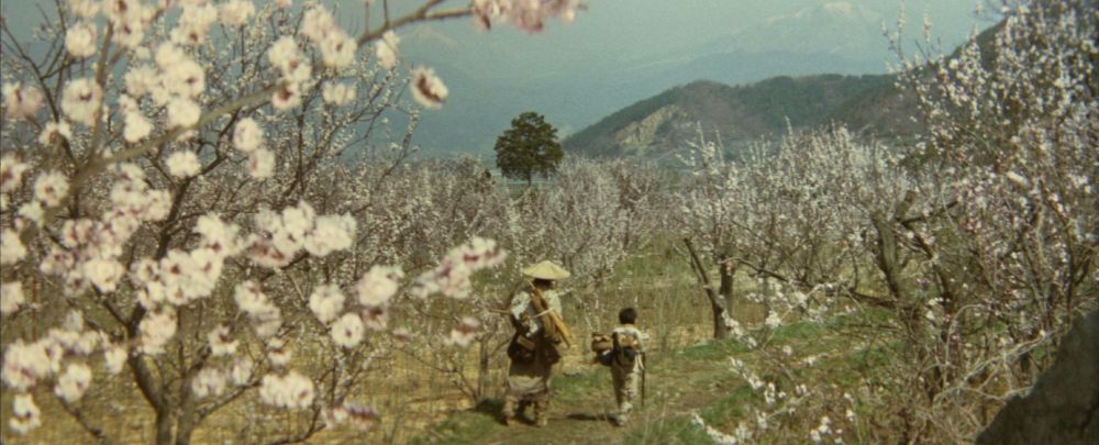 A father and son in pilgrim outfits walk amongst spring blooms.