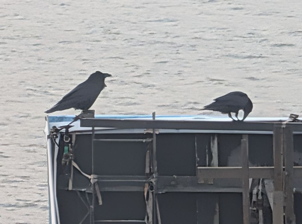 Two crows hang out on the edge of a billboard. Hudson River waves fill the background.