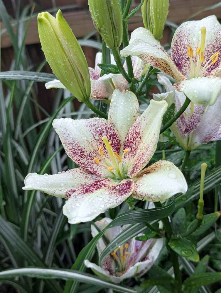 A photograph of both blooming and bud stargazer lilies.