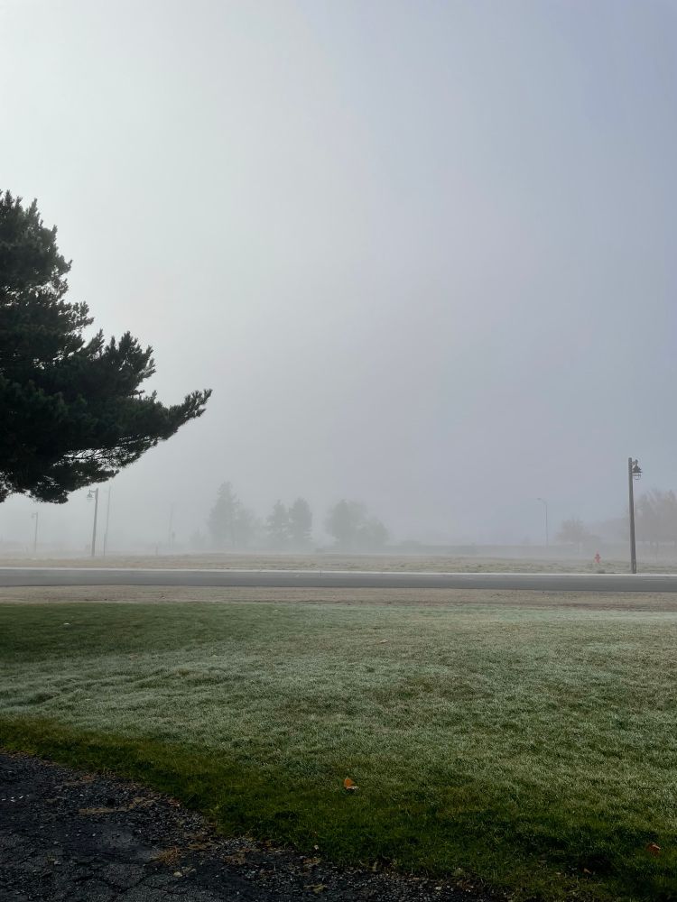 A foggy outdoor morning scene with very low visibility. The foreground shows a patch of frosty grass, and a cracked paved area at the bottom edge. Across the street in the midground, the road is barely visible through the dense fog. Faint silhouettes of trees and a few streetlights appear in the background. The upper left corner is framed by the dark branches of a large evergreen tree. The entire scene has a muted, grayish tone due to the heavy fog.
