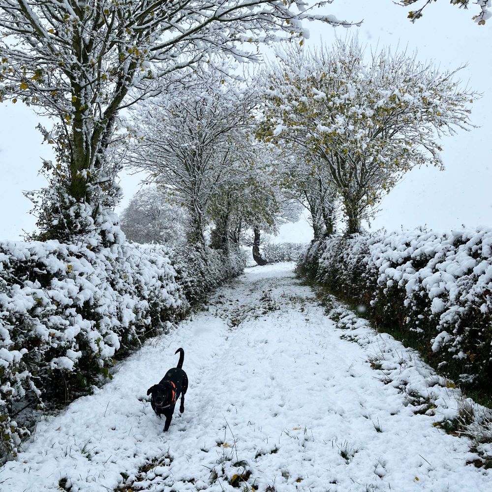 Mabel the black labrador runs through the snow covered countryside