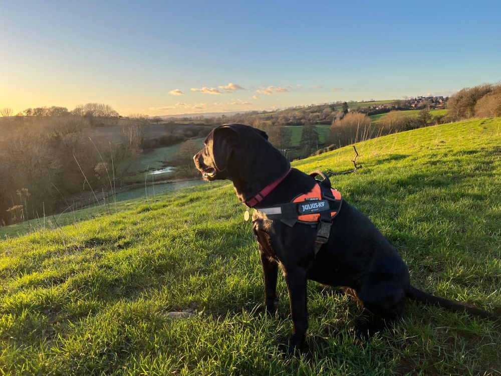 A black Labrador looks out over the Shropshire countryside, which is bathed in golden late-afternoon sunlight