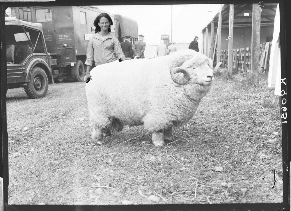 Black and white photo of a very big ram, behind it is a photoshopped girl of about 12 years of age who is tapping the ram on its back