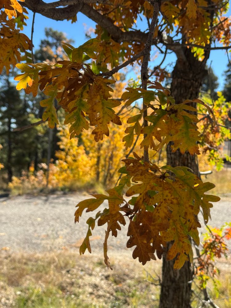 Oak leaves that have turned color. They are mostly yellow here with some green still on some. Also some orange/red and brown.