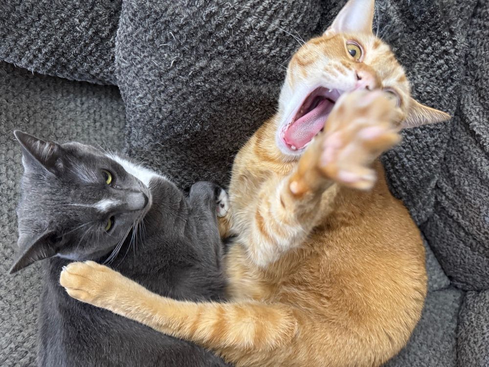 Gray tuxedo and orange tabby cat caught snuggling together. Jerry put his paw out to take a swipe for capturing the pic.