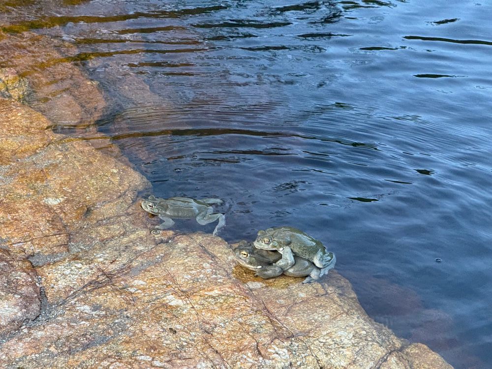 Frogs in the water