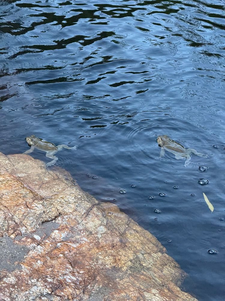 Frogs in the water