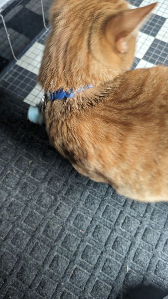 An orange cat on a black doormat