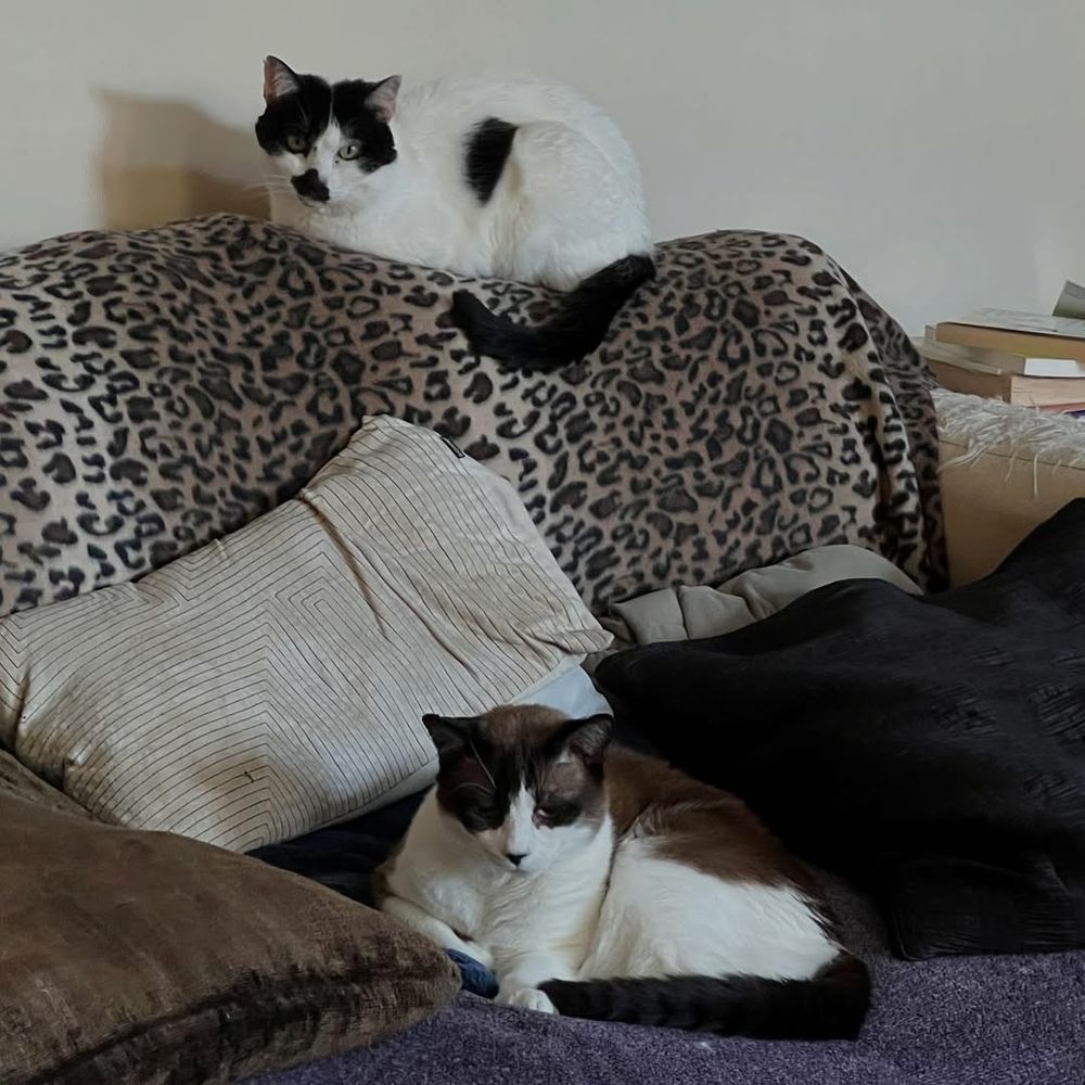 Black and white cat sitting on top of a sofa, and brown and white cat sitting on the seat of the sofa