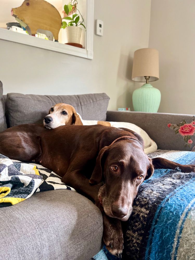 A coonhound and a German Shorthaired Pointer cuddle on the couch. They are perfect.