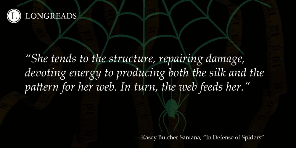 Quote: "She tends to the structure, repairing damage, devoting energy to producing both the silk and the pattern for her web. In turn, the web feeds her."
Tagline: —Kasey Butcher Santana, "In Defense of Spiders"
A logo in the top right reads “Longreads”