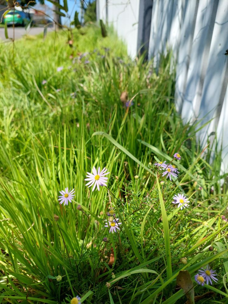 This pic shows more of the Microlaena lawn and a bit more of the Brachyscome multifida leaves which are made up of small delicate thin leaves leaves, giving it a fuzzy appearance 