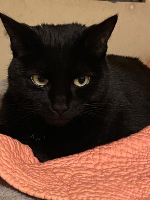House panther cat resting on orange quilt, looking contemplative. In this light, her eyes are the color of a yellow-tinged moon or lemon meringue. Her ears rotate to catch sounds I can't hear.