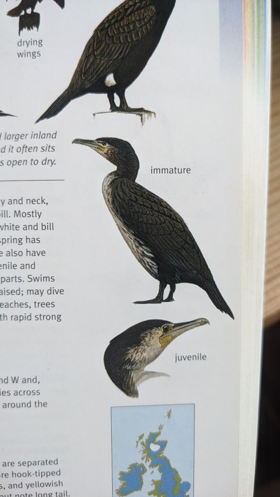 Photo of bird guidebook, two birds labelled 'immature' and 'juvenile'