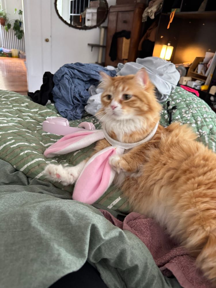 Cat wearing bunny ears as collar. 