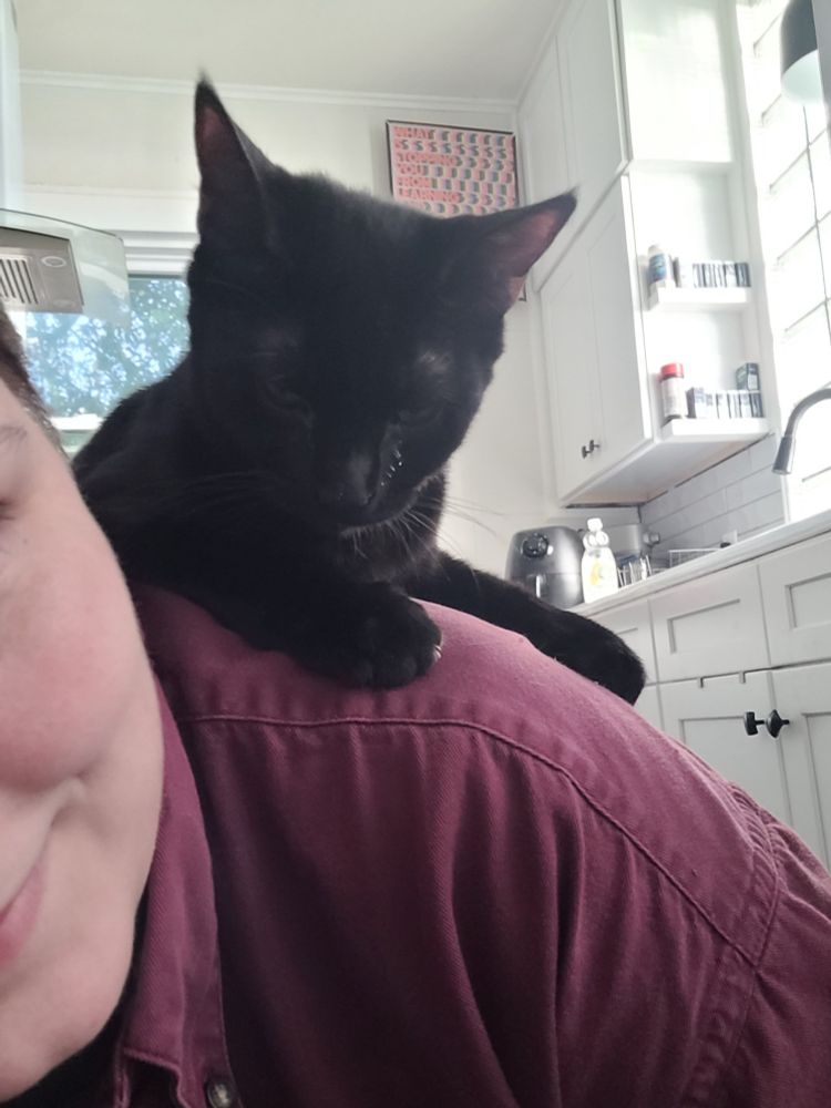 a little black cat (Sidi) lounging on my shoulders in the kitchen. she still has a little bit of dewormer on her face.
